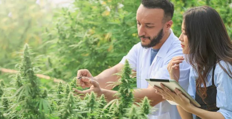 Effects of Cannabis on Different Age Groups