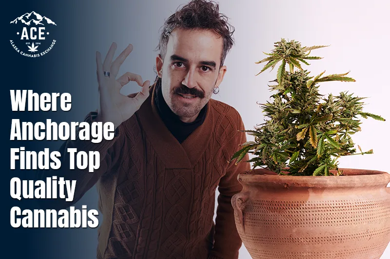 Where Anchorage Finds Top Quality Cannabis
