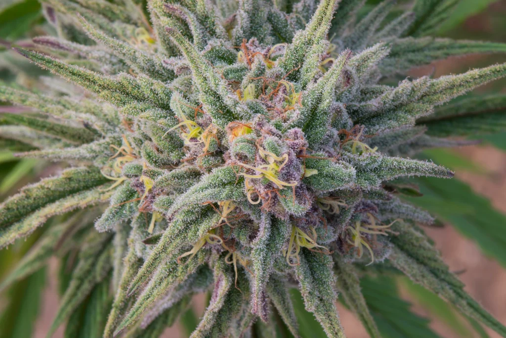 Marijuana Flower