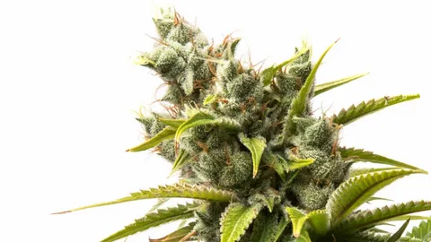 Comparing Cannabis Strains by Price