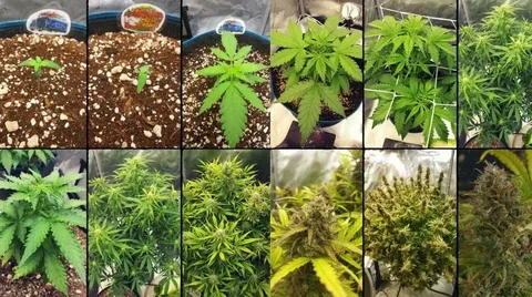 How to Choose Cannabis for Late Nights