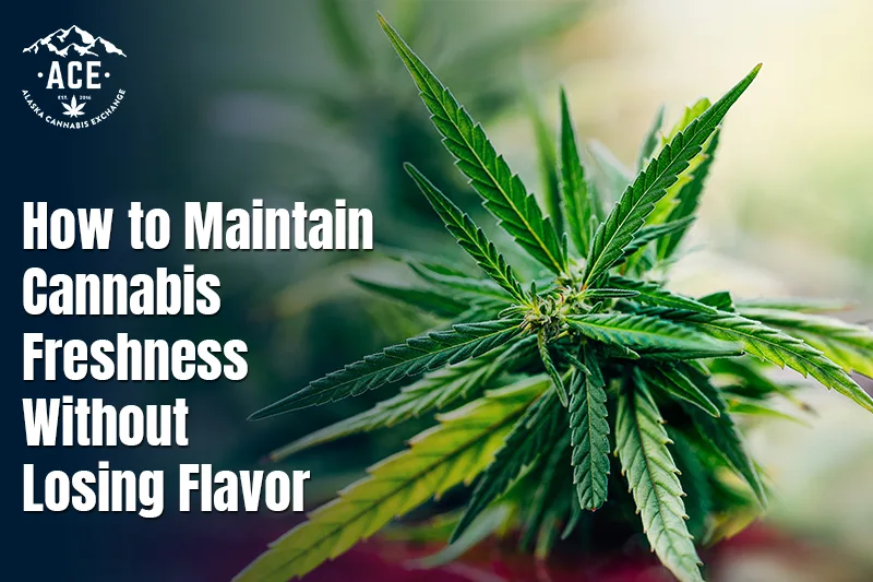 How to Maintain Cannabis Freshness Without Losing Flavor