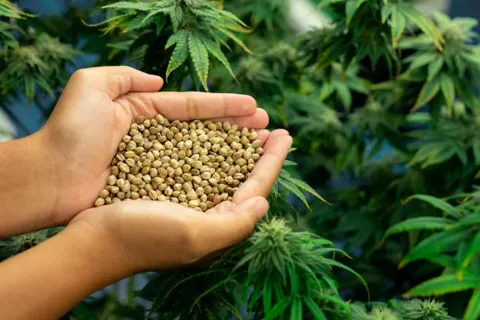 Choose Your Cannabis