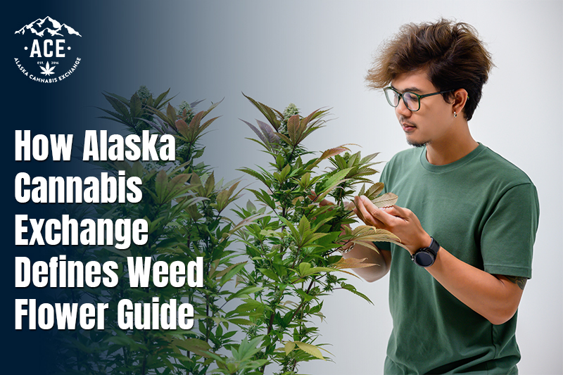 How Alaska Cannabis Exchange Defines Weed Flower Guide