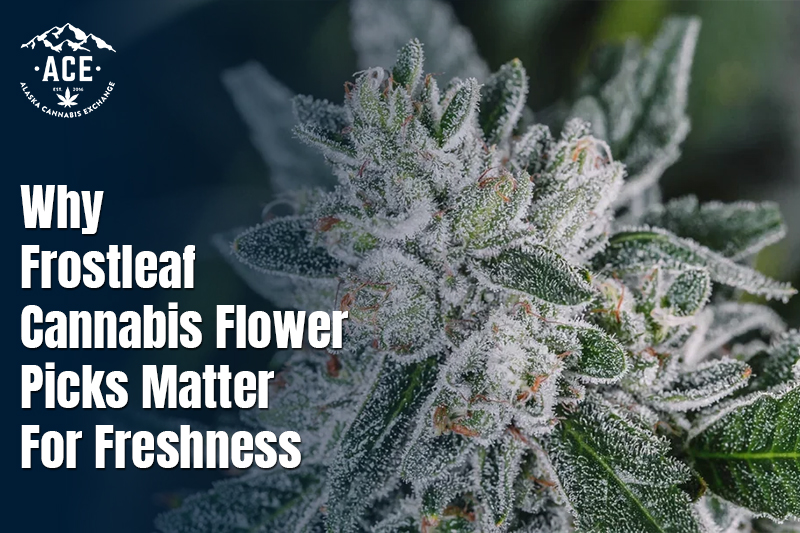 Why Frostleaf Cannabis Flower Picks Matter for Freshness