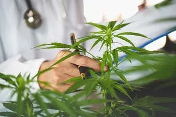 Why Alaska Cannabis Exchange Stands Out in the Market