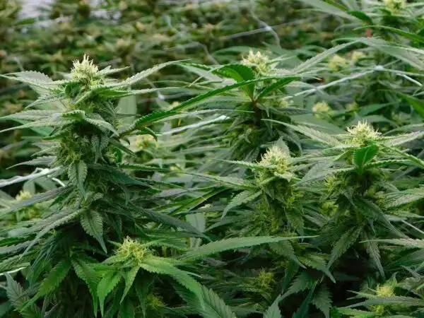 Affordable Cannabis Products in Alaska Dispensaries