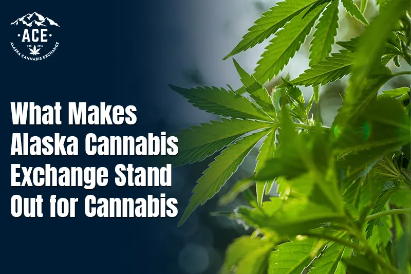 What Makes Alaska Cannabis Exchange Stand Out for Cannabis