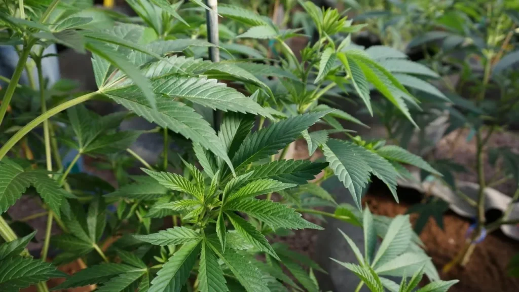 Why Cannabis Popularity Is Increasing Worldwide
