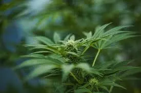 Legal Compliance and Safety in Alaska Cannabis Dispensaries