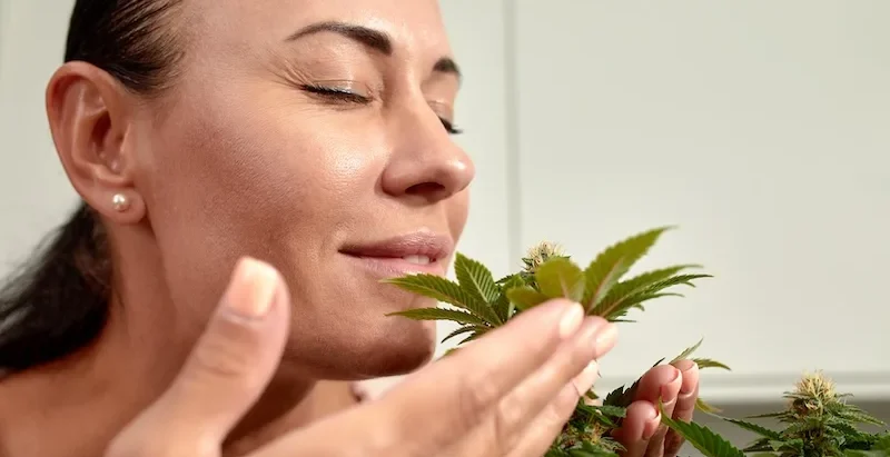 Why Terpene Preservation Matters for Smooth Flavor