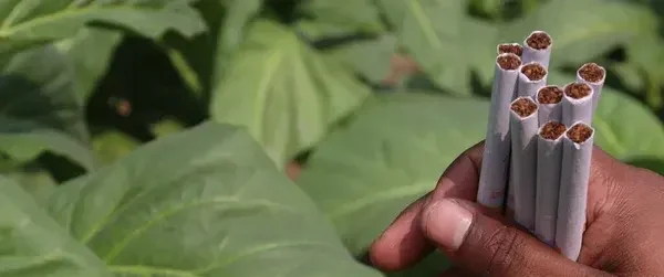 How Organic Cultivation Changes Overall Smoke Quality