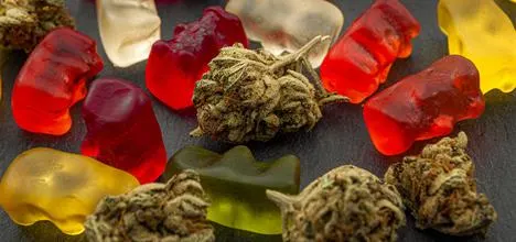 What are cannabis gummies, and how do they work safely now