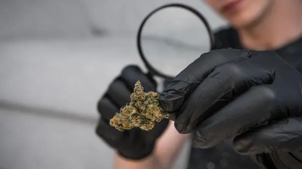 Finding the Right Cannabis Strain for Your Needs
