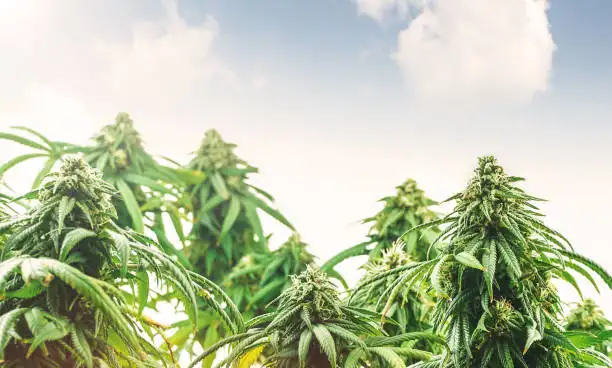 Why the Growing Environment Changes Flower Quality
