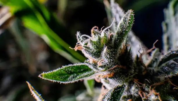 How Trichomes Help You Evaluate Cannabis Flower Quality
